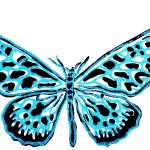 Butterfly Collection Print